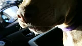Brown dog riding in car with sunlight on face