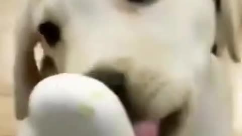 Cute puppy and owner share an ice cream!