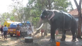 Kollam tourism - Guruvayoor Valiya kesavan, One of the Biggest elephant in Kerala