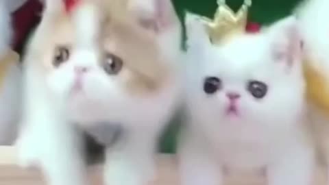 Funiest cat and dog compilation video