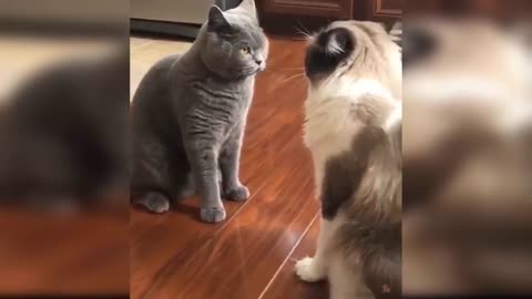 CAT MAKES A GOOD COMPILATION-DO ENJOY