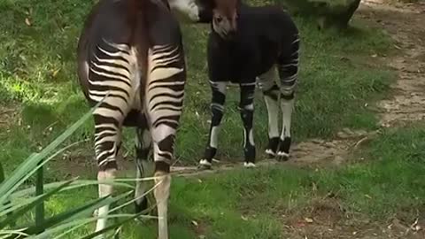 An animal that combines deer and zebra