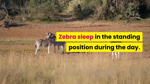Facts about the zebra