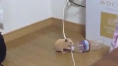 Mice playing plastic bottles