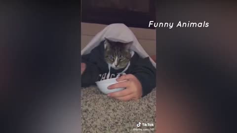 Funny Cat Videos 2021 | Easy your mind, Get A Laugh.