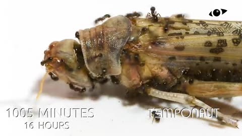 Ants vs Giant Desert Locust Timelapse