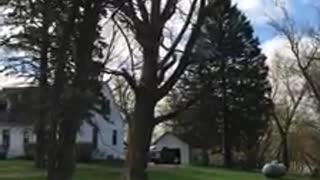 Cutting down a very big tree