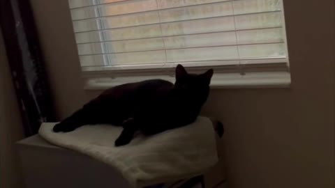 Adopting a Cat from a Shelter Vlog - Cute Precious Piper is Sleeping By a Sunset #shorts