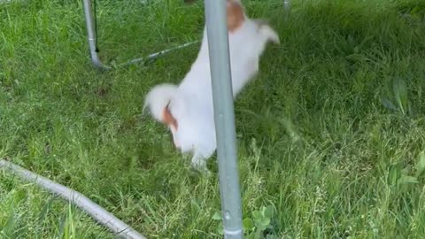 Odie and the Trampoline