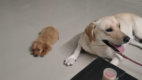 Golden retriever and labrador CUTE