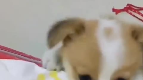 New Comedy cat vs Dog funny video latest
