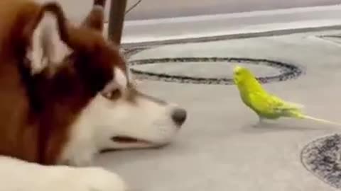 Puppies and birds are good friends