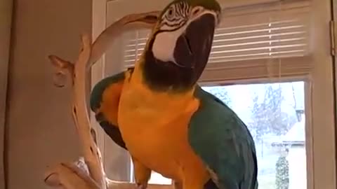 Funny Talking parrot decided to laugh like a human )