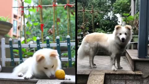 Guy pranks drive-thru window by replacing himself with doggy