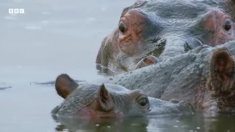 Eight Unmissable Hippo Moments | BBC Earth