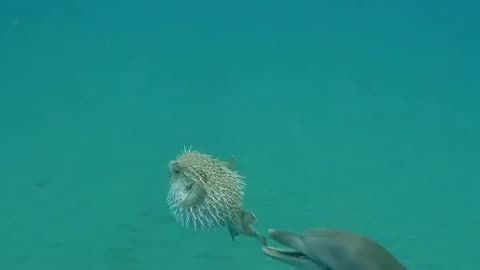 Dolphin playing with pufferfish