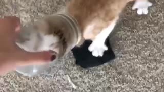 Cat gets its head stuck in bottle and cant get out