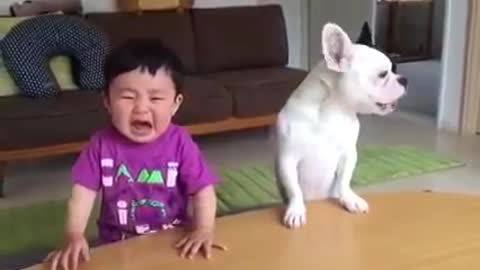 Whatsapp funny videos 2017 - Most funny DOG AND KIDS Videos 2017