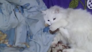 Owner Play With White Cat ' Throw The Ball Game '