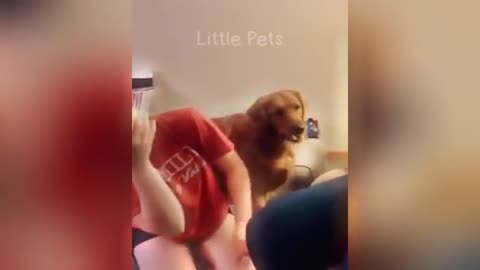 Try_Not_To_Laugh__Dog_Cat _Funny_Videos