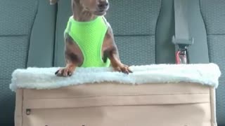 ANOTHER FUNNY DOG