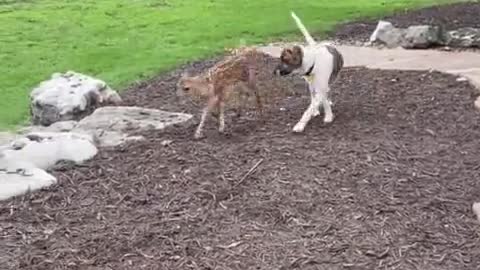 Sweet fawn meets dog & kitten for the first time