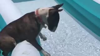This bull terrier's pool party playtime goes hilariously wrong
