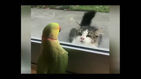 Parrot and cat playing peek peek - very funny