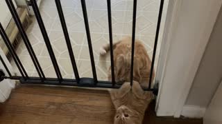 Sneaky Kitty Can't Quite Squeeze Under Gate
