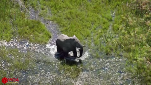 Elephant Save Baby Elephant From Crocodile to be Haunting