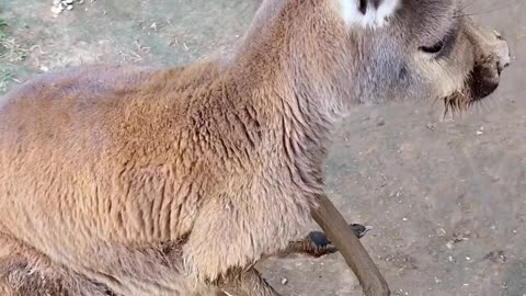 The kangaroo