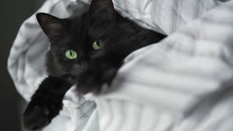 Black fluffy cat with green eyes lies wrapped in a blanket with its paws out