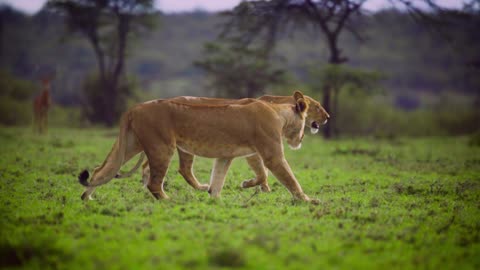Pair of Lionesses Walking Together