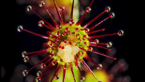 Drosera Hamiltonil Also Known As The Rosy Sundew~ A Small Compact Species Of Carnivorous Plant That Captures & Digests Insects Using Stalked Mucilaginous Glands