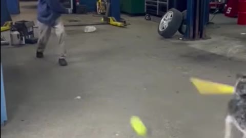 Baseball-playing pup perfectly hits ball with bat