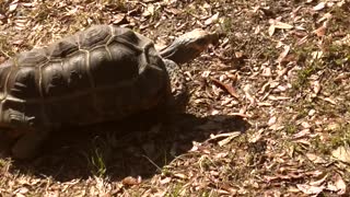 Redfoot Tortoise Walk