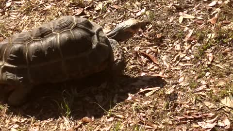 Redfoot Tortoise Walk
