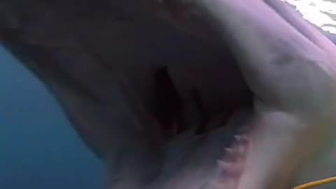 Shark Attacks Video Rumble App