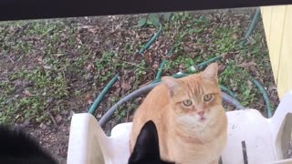 Cat Is Bad at Making Friends