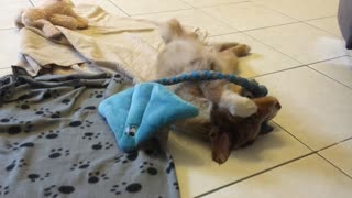 Cute puppy plays with his very first plush toy