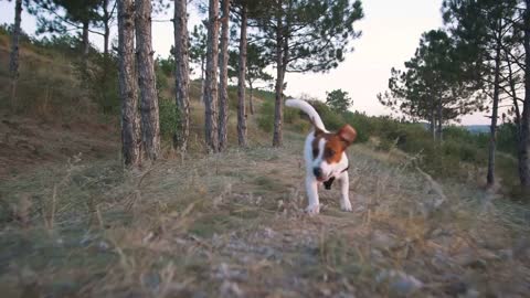 Cute puppy dog Jack Russell running at nature, slow motion
