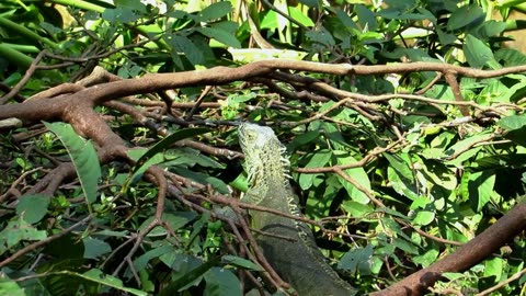 Green Iguana on Tree (4k)