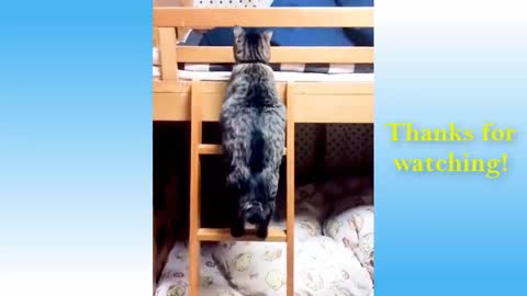 Best Funny Cat Videos - TRY NOT TO LAUGH