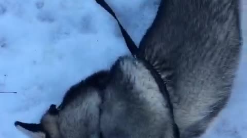 Crazy husky sees snow for the first time