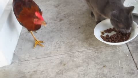 The cat and chicken conflicts disagreement with each other