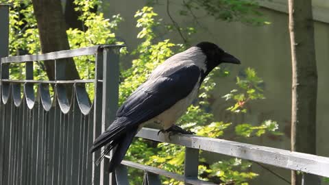 grey crow video stock footage
