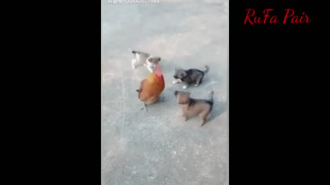 Fighting dogs and cats with chicken