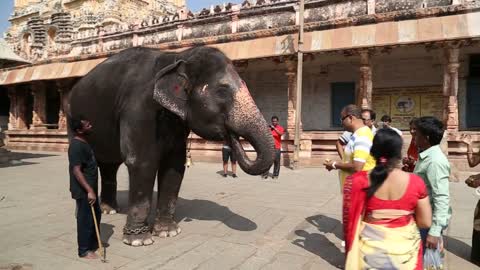 Temple elephant Lakshmi walks on the street in Hampi entertaining