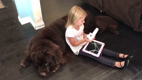 Giant dog acts as personal sofa for little girl