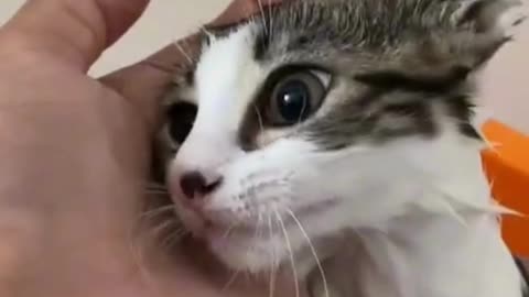 cat takes a bath 🧼 for the first time